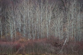 Spring Aspens TR9869 Spring Aspens TR9869