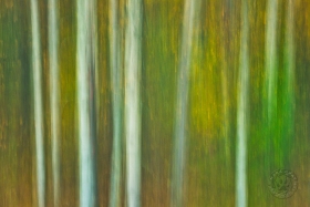 Shaken Aspens TR9896 Shaken Aspens TR9896