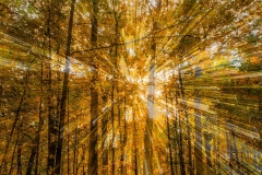 Autumn Rays FC10037 Autumn Rays FC10037