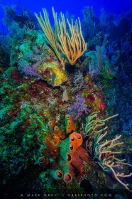 Coral Reef at Bloody Bay Wall RF10700 Coral Reef at Bloody Bay Wall RF10700