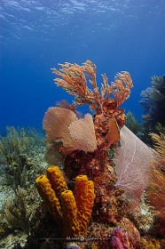 Bloody Bay Coral Head CO10306 Bloody Bay Coral Head CO10306