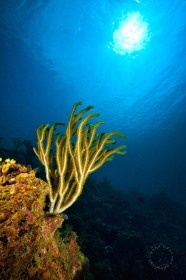 Gorgonian coral and sun CO9542 Gorgonian coral and sun CO9542
