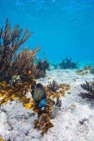 French Angelfish in shallow sea FI9422 French Angelfish in shallow sea FI9422