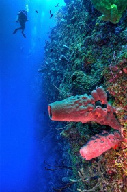 Bloody Bay Wall Sponge and Diver RF9581 Bloody Bay Wall Sponge and Diver RF9581