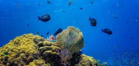Little Cayman coral head RF9762 Little Cayman coral head RF9762