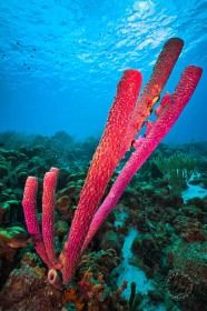 Tube Sponges on Bonaire Reef SP9540 Tube Sponges on Bonaire Reef SP9540