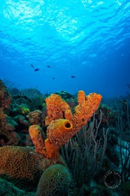 Yellow Tube Sponges on Bonaire Reef SP9541 Yellow Tube Sponges on Bonaire Reef SP9541