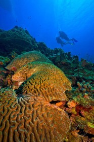 Bonaire Brain Coral with Divers UW9888 Bonaire Brain Coral with Divers UW9888