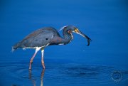 Tricolored Heron with shrimp BI3531