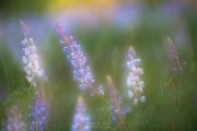 Dreamy Lupine FL10431