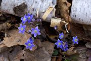Round-lobed Hepatica FL7861