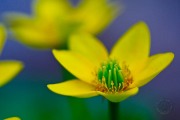 Marsh Marigold FL9226