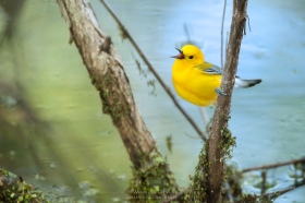 Yellow Warbler Singing above pond BI10635 Yellow Warbler Singing above pond BI10635