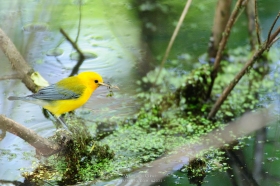 Yellow Warbler foraging above pond BI10636 Yellow Warbler foraging above pond BI10636