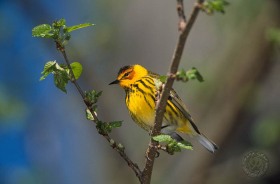 Cape May Warbler BI6953 Cape May Warbler BI6953