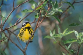 Magnolia Warbler BI6960 Magnolia Warbler BI6960