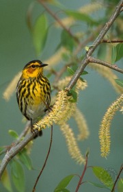 Cape May Warbler BI6977 Cape May Warbler BI6977