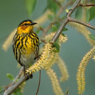 Cape May Warbler BI6977