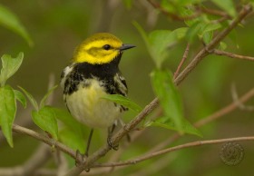Black-throated Green warbler BI7884 Black-throated Green warbler BI7884