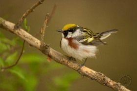 Chestnutsided warbler BI7886 Chestnutsided warbler BI7886