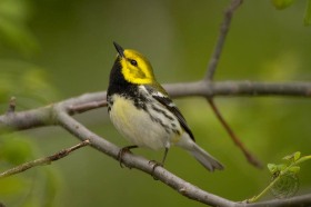 Black-throated Green warbler BI7887 Black-throated Green warbler BI7887
