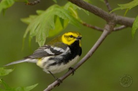 Black-throated Green warbler BI7888 Black-throated Green warbler BI7888