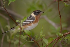 Baybreasted warbler BI7897 Baybreasted warbler BI7897