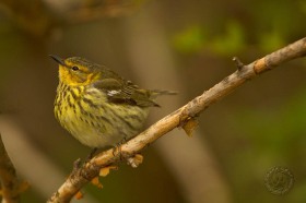Cape May warbler (female) BI7946 Cape May warbler (female) BI7946