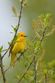 Yellow warbler (male) BI8499 Yellow warbler (male) BI8499