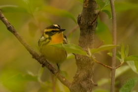 Blackburnian Warbler in tree cover BI7881 Blackburnian Warbler in tree cover BI7881