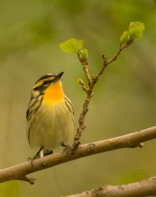Blackburnian Warbler BI7883 Blackburnian Warbler BI7883