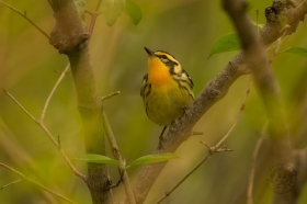 Blackburnian Warbler in tree cover BI7949 Blackburnian Warbler in tree cover BI7949