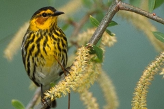 Cape May Warbler BI6977