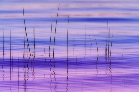 Calm Morning Bullrush WA9926 Calm Morning Bullrush WA9926