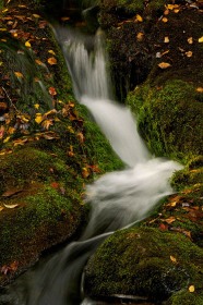 Intimate Stream WA8029 Intimate Stream WA8029