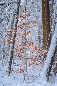 Beech in Winter Storm TR9840 Beech in Winter Storm TR9840