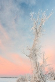 Winter Frosted Tree at Dawn WI10276