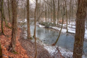 Pine River Winter forest WI10365