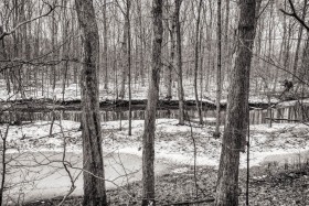 Winter Forest Lines WI10366