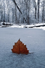 Winter's Grasp WI10473 Winter's Grasp WI10473