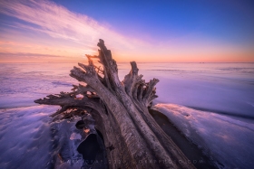 Frozen Uprooted Tree and Root Plate in Ice WI10946