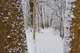 Winter Storm through Trees WI8728