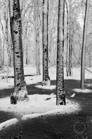 Snowfall WI8729