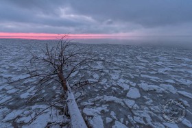Fallen Ice Tree WI9993