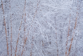 River Birch Winter Wonderland WI10736