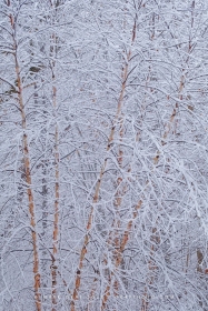 River Birch Winter Wonderland (vertical) WI10737