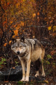 Timberwolf in Fall WV7129 Timberwolf in Fall WV7129