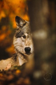 Wolf profile behind tree WV7216 Wolf profile behind tree WV7216