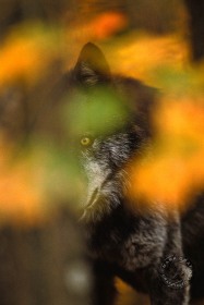 Wolf hidden by fall colors WV7224 Wolf hidden by fall colors WV7224