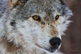 Wolf Stare WV10138
